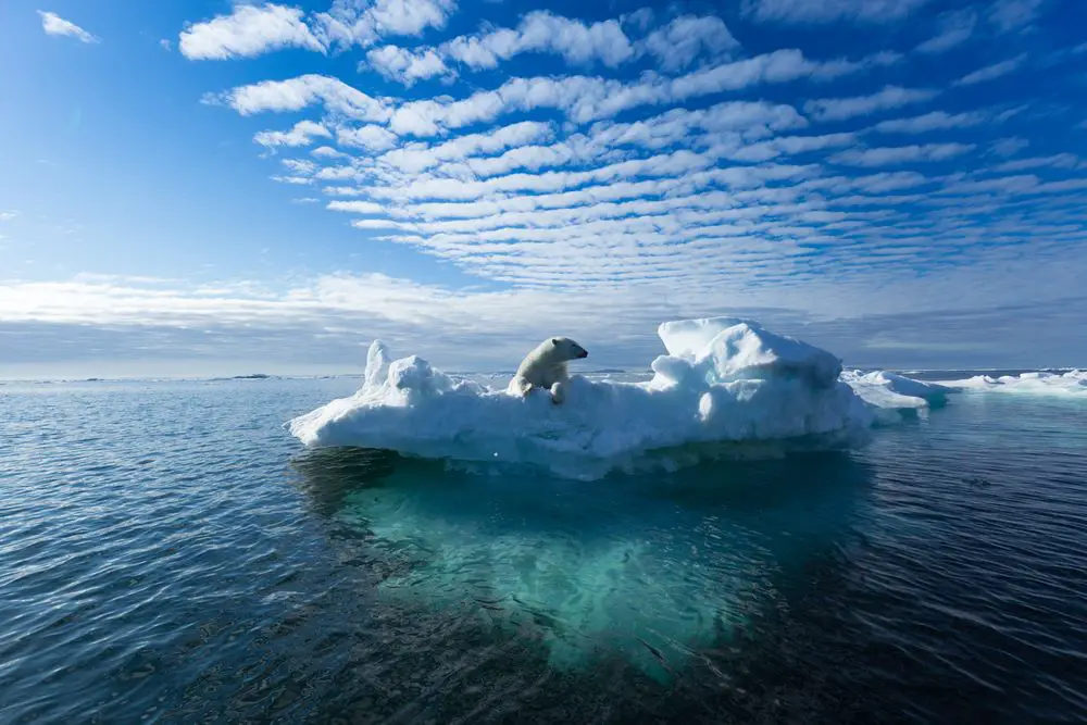 Polar Bear On an Ice Floe